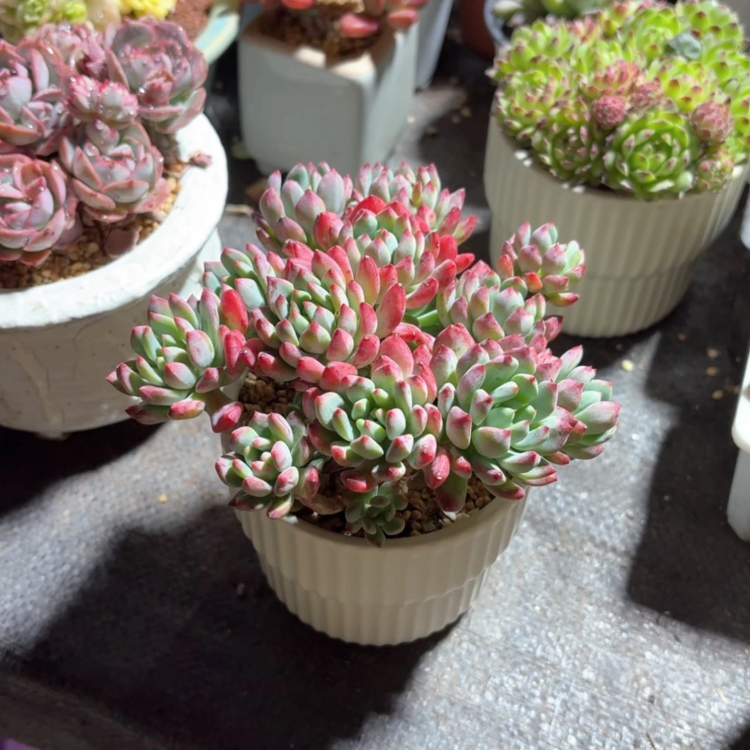 蓝苹果多肉白色圆盆