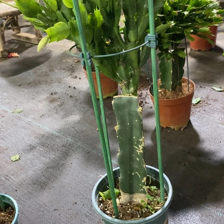 当前无花栽培后可以开花569桑巴女王