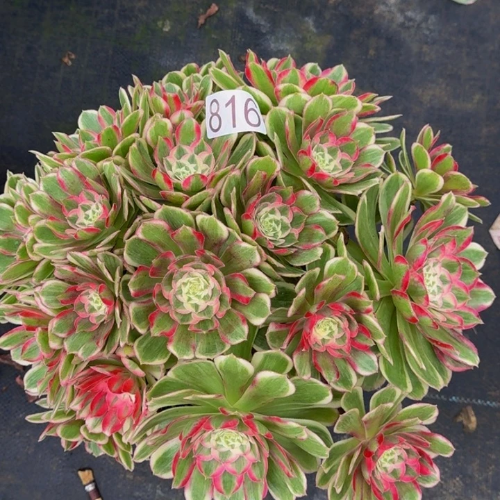 000000000816孔雀翎