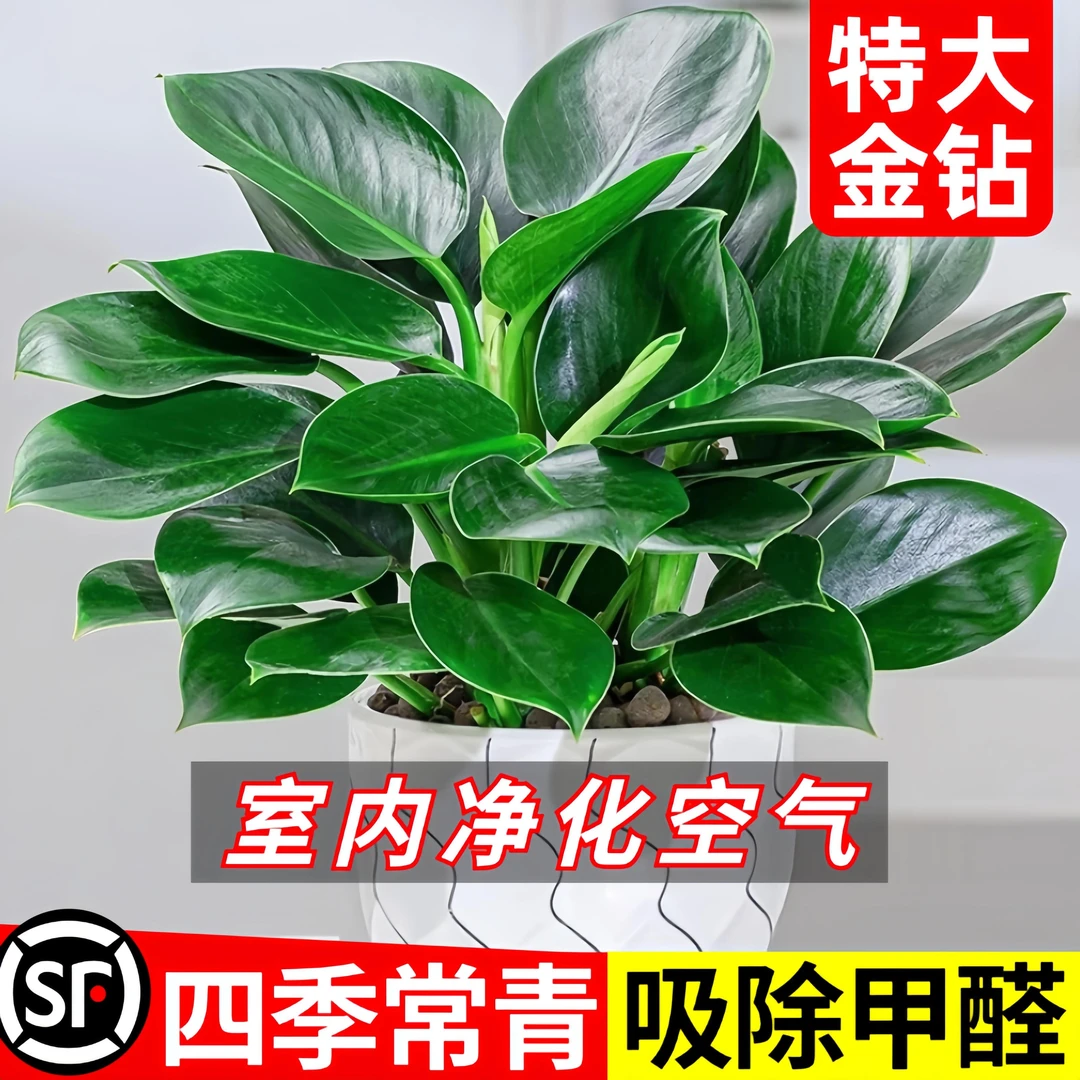 金钻绿公主盆栽带花苞绿箩萝水培植物办公室内花卉绿植四季好养活