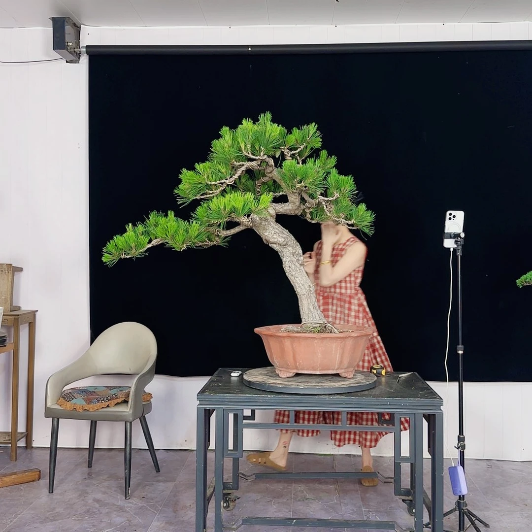 无花朵祥黑松盆景直播间