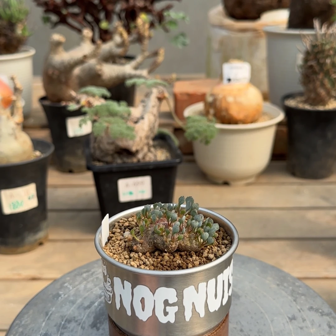 288圆叶格加不带盆