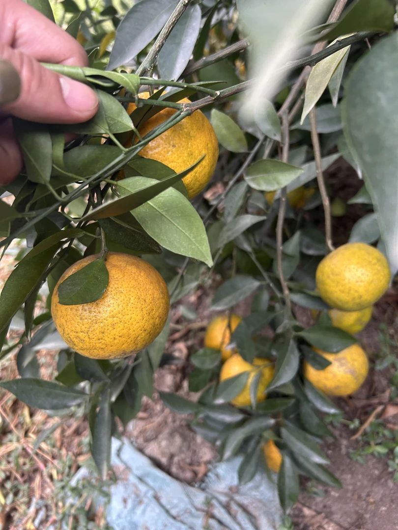 大红柑一斤包邮【除了偏远地区】