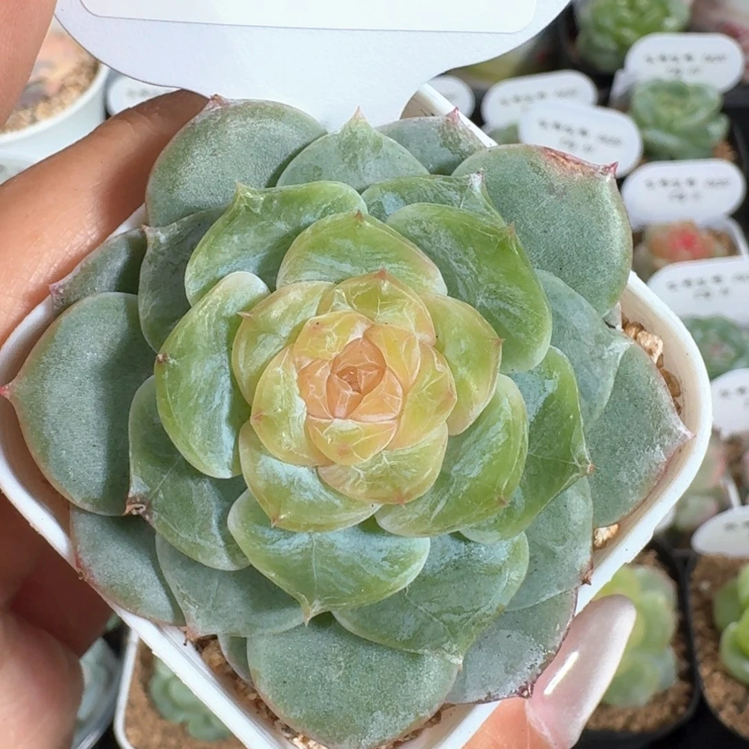 0630-026-小蜗牛单头