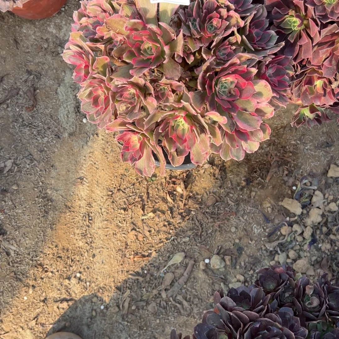 818男神多肉植物法师多肉