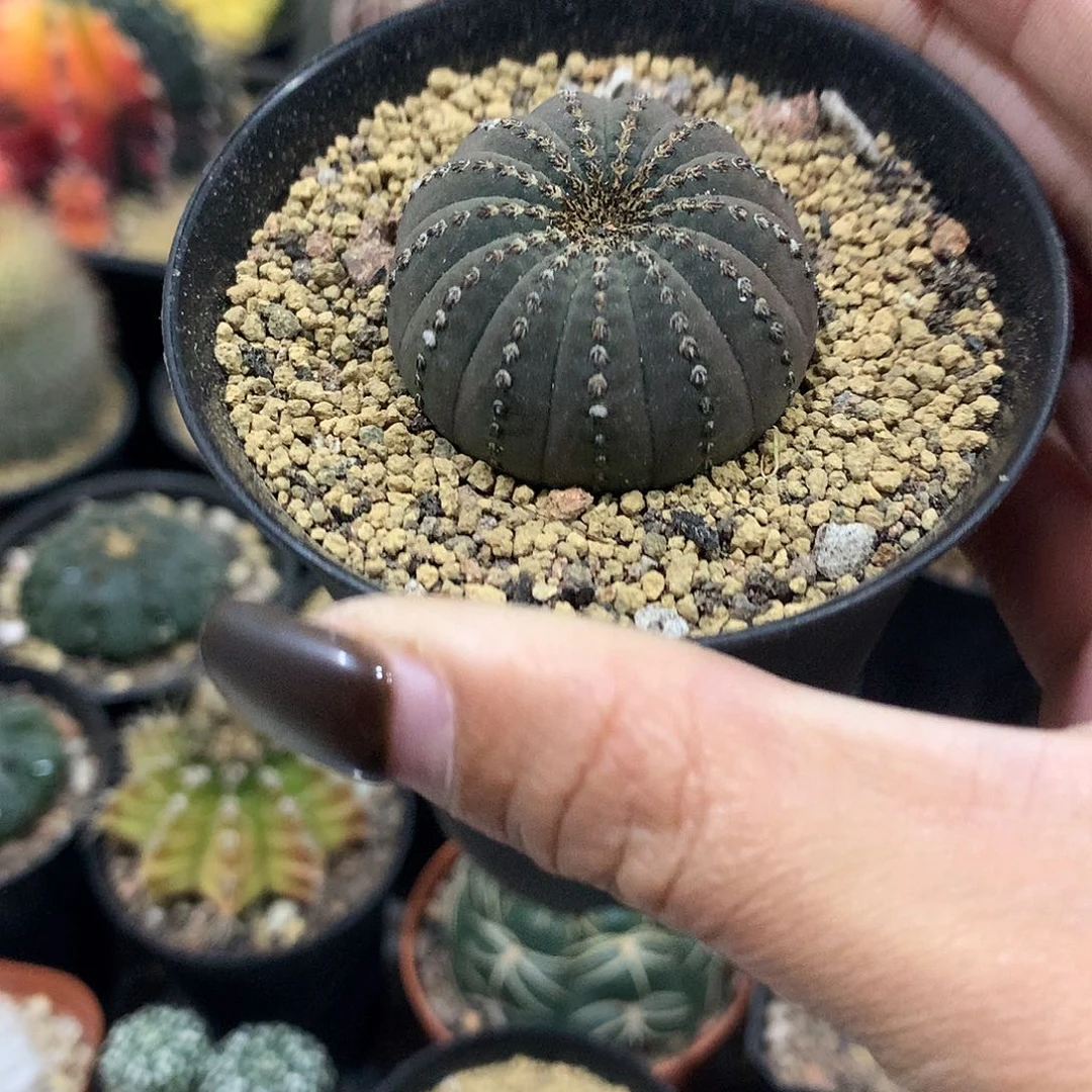 实生根大型士童仙人球