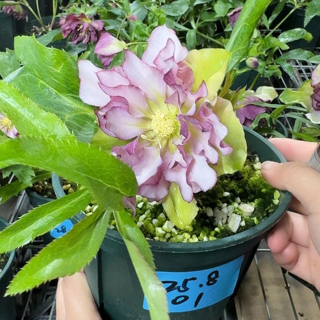 我***静少量花朵（建议范围：2朵-5朵 或40%以下）9538001