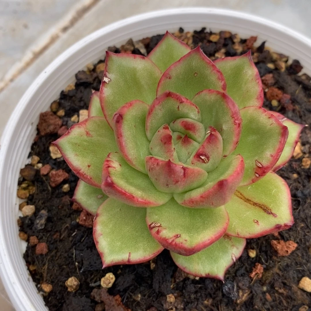代***～无花朵东云锦多肉植物