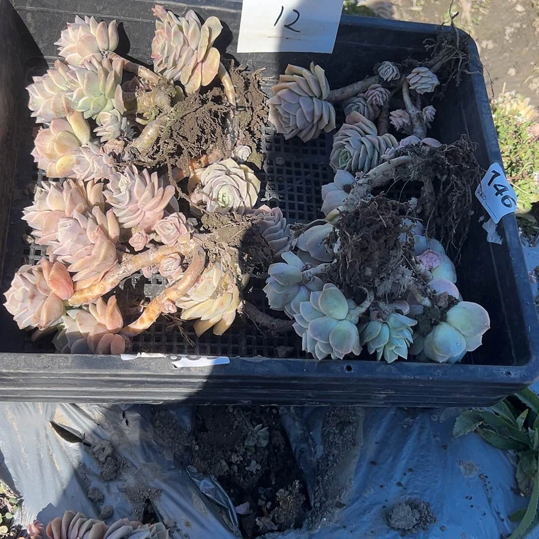 太****你12不售后6颗