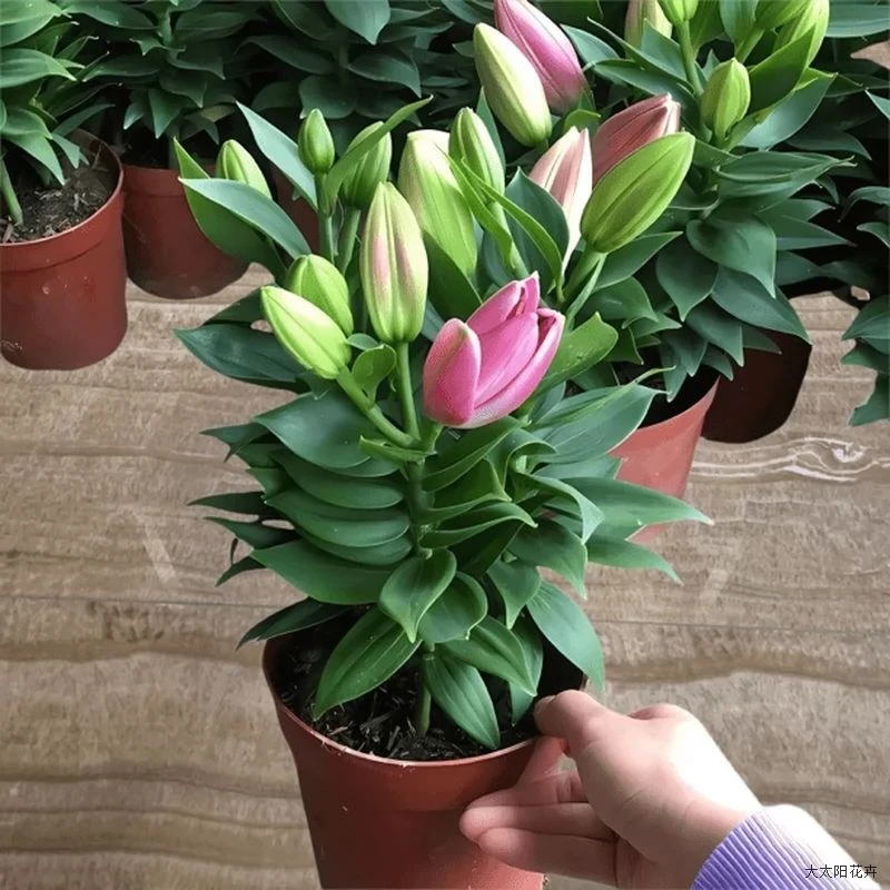 香水百合花盆栽法国带花苞开花带清香味庭院室内客厅花卉观花