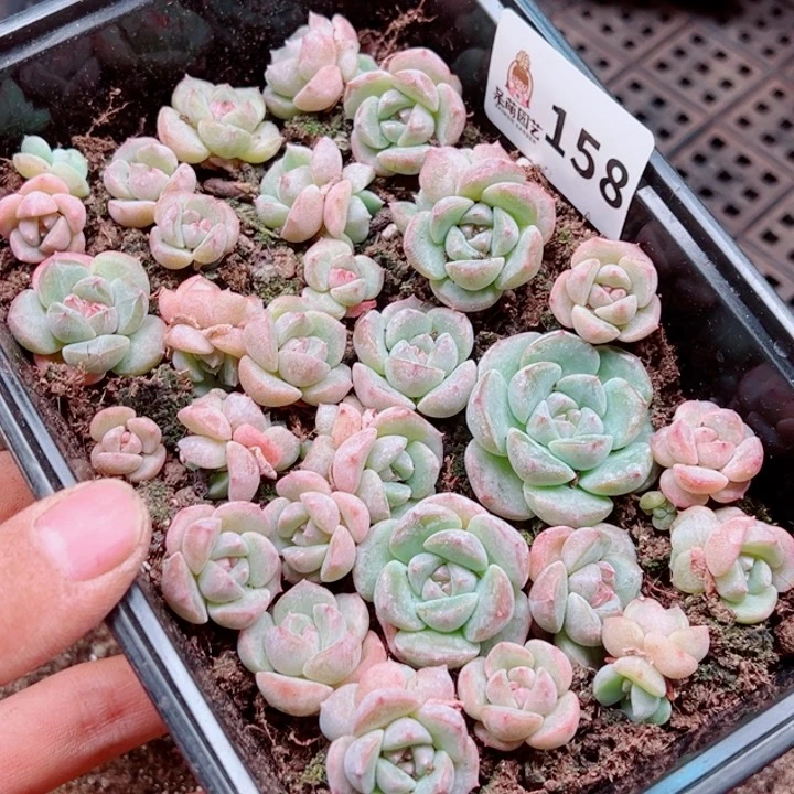 可***可多肉植物多肉植物