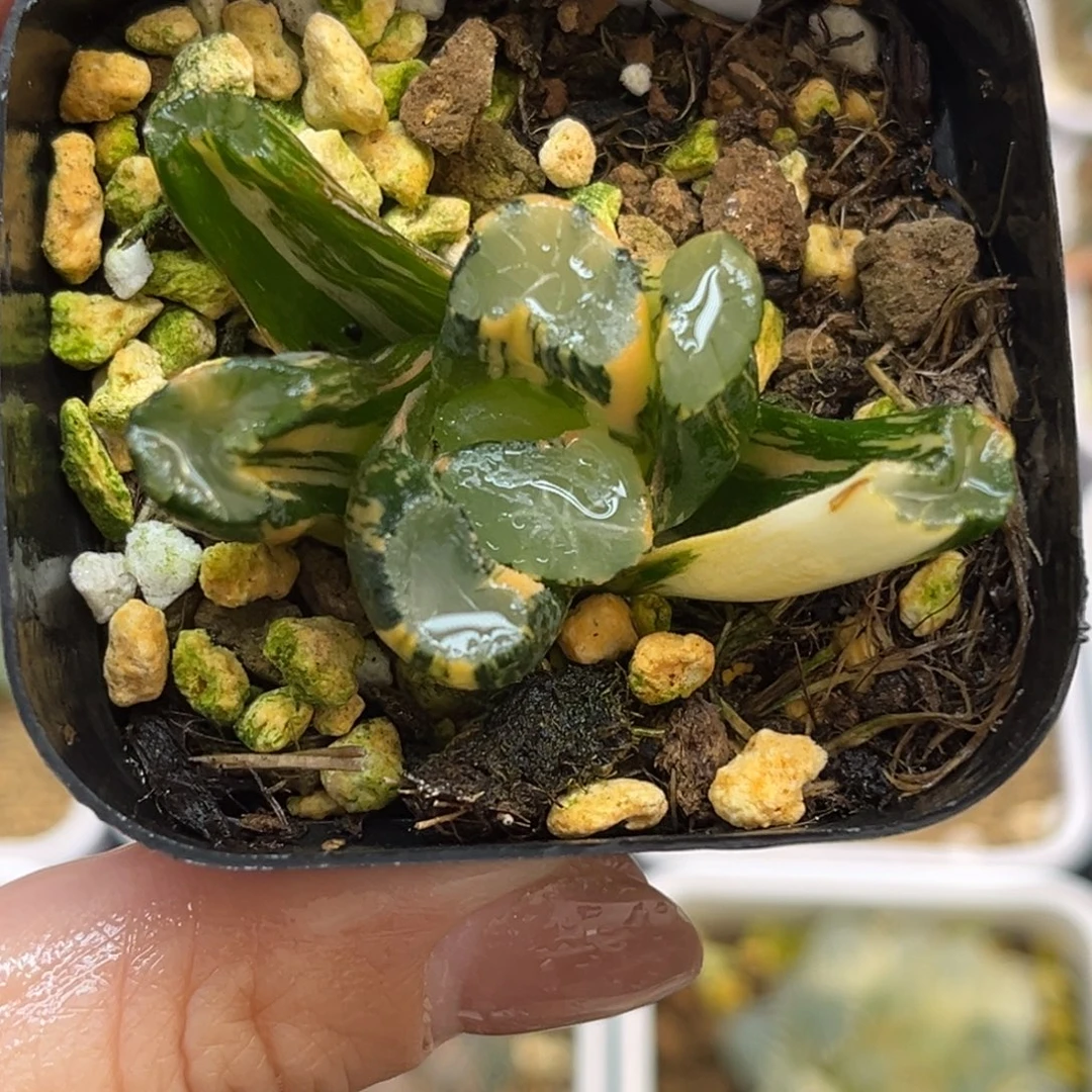 41稻妻万象锦福利专场