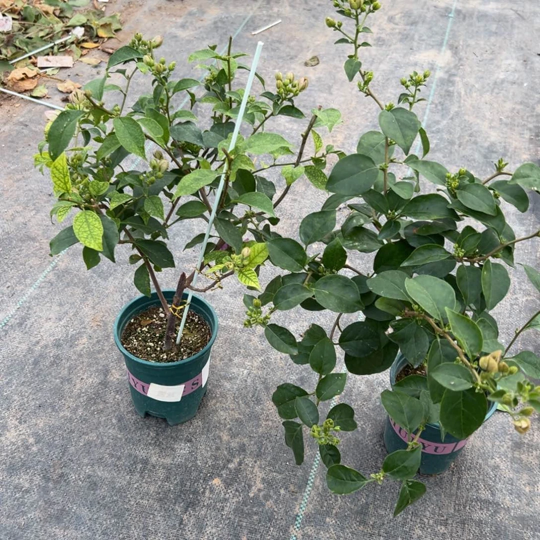 无花朵【雪紫一棵】随机发货福利款不售后