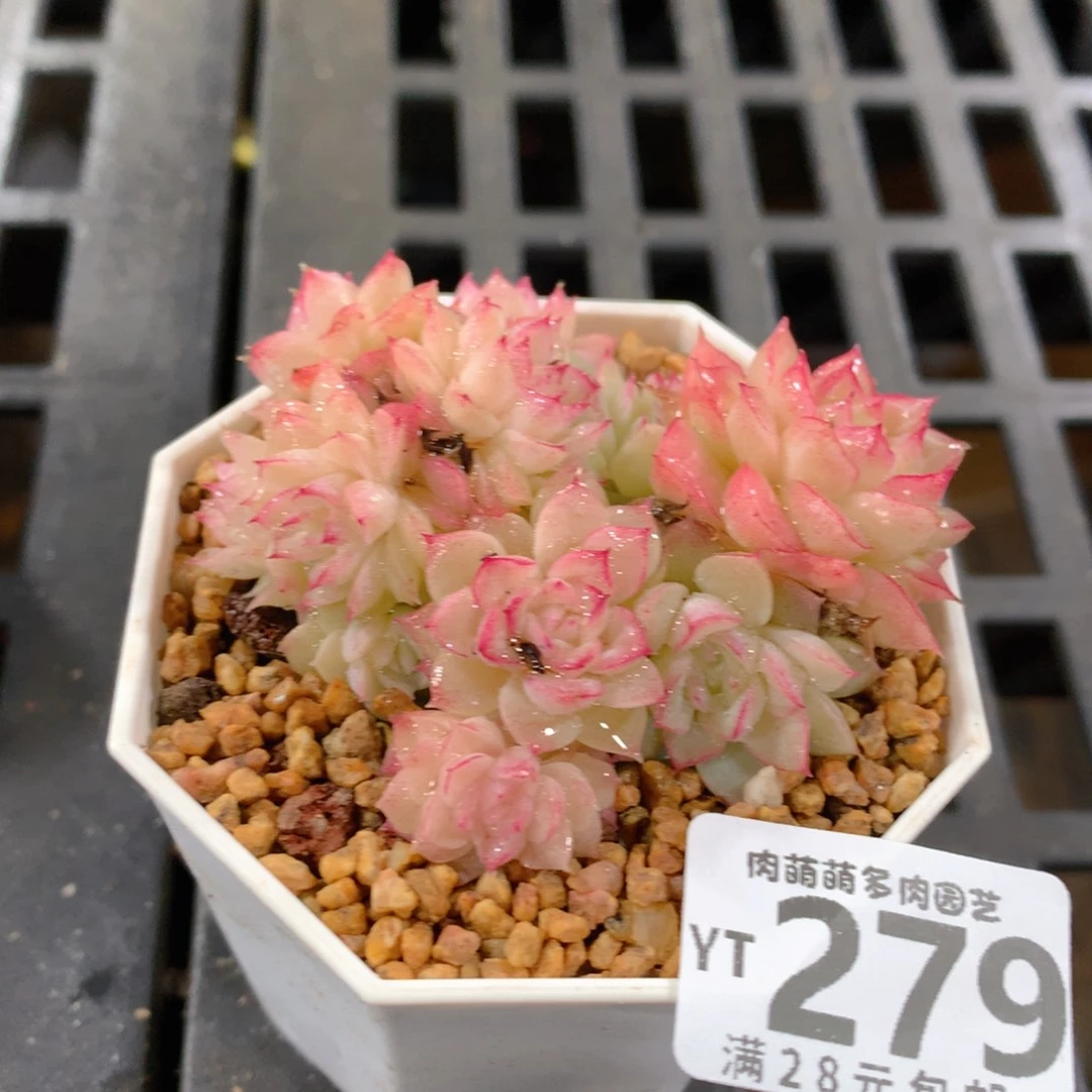 肉萌萌拇指盆精控多肉YT279