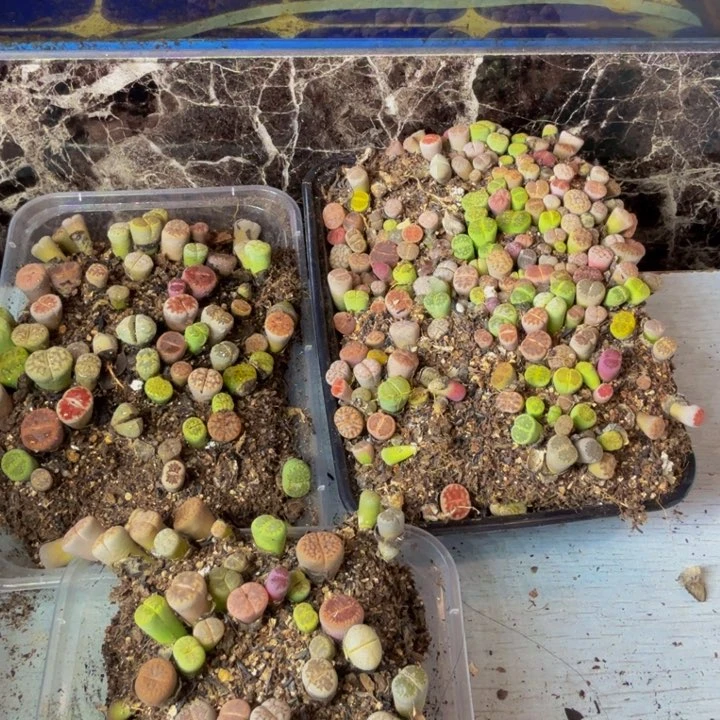 是**吖多肉植物的生长发育146