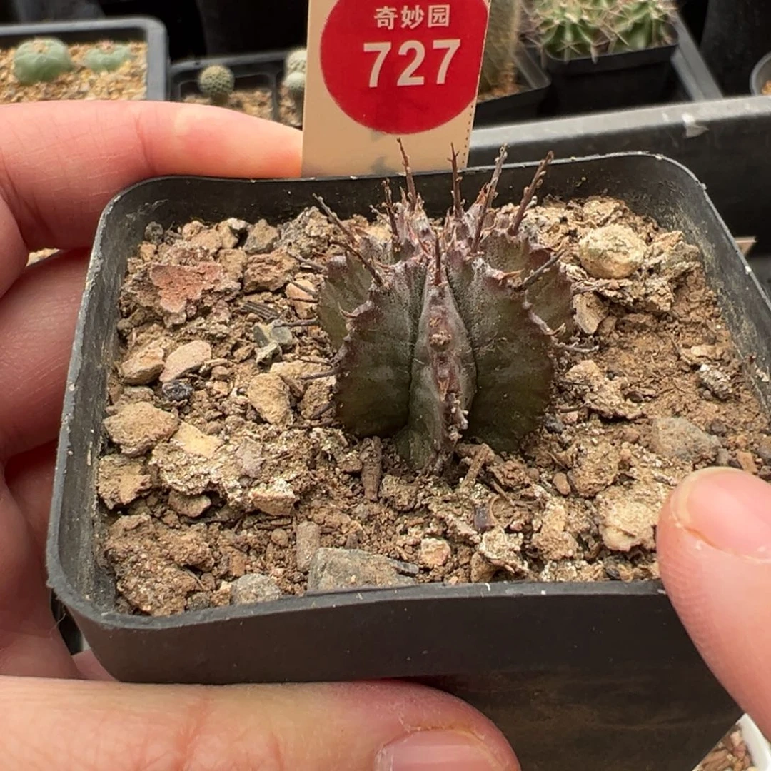 实生白衣魁伟玉一棵