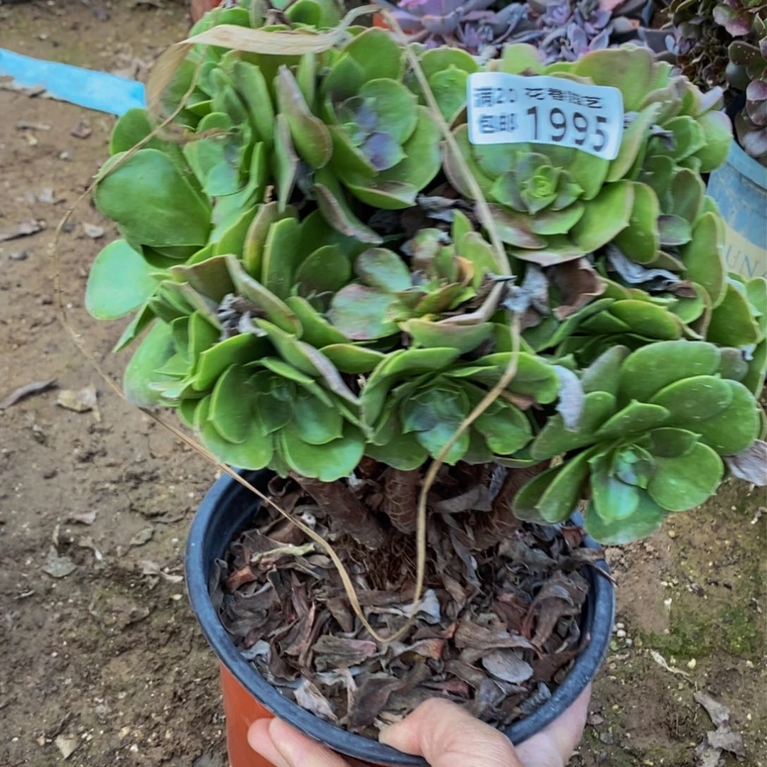 1995 包邮断枝不售后多肉植物