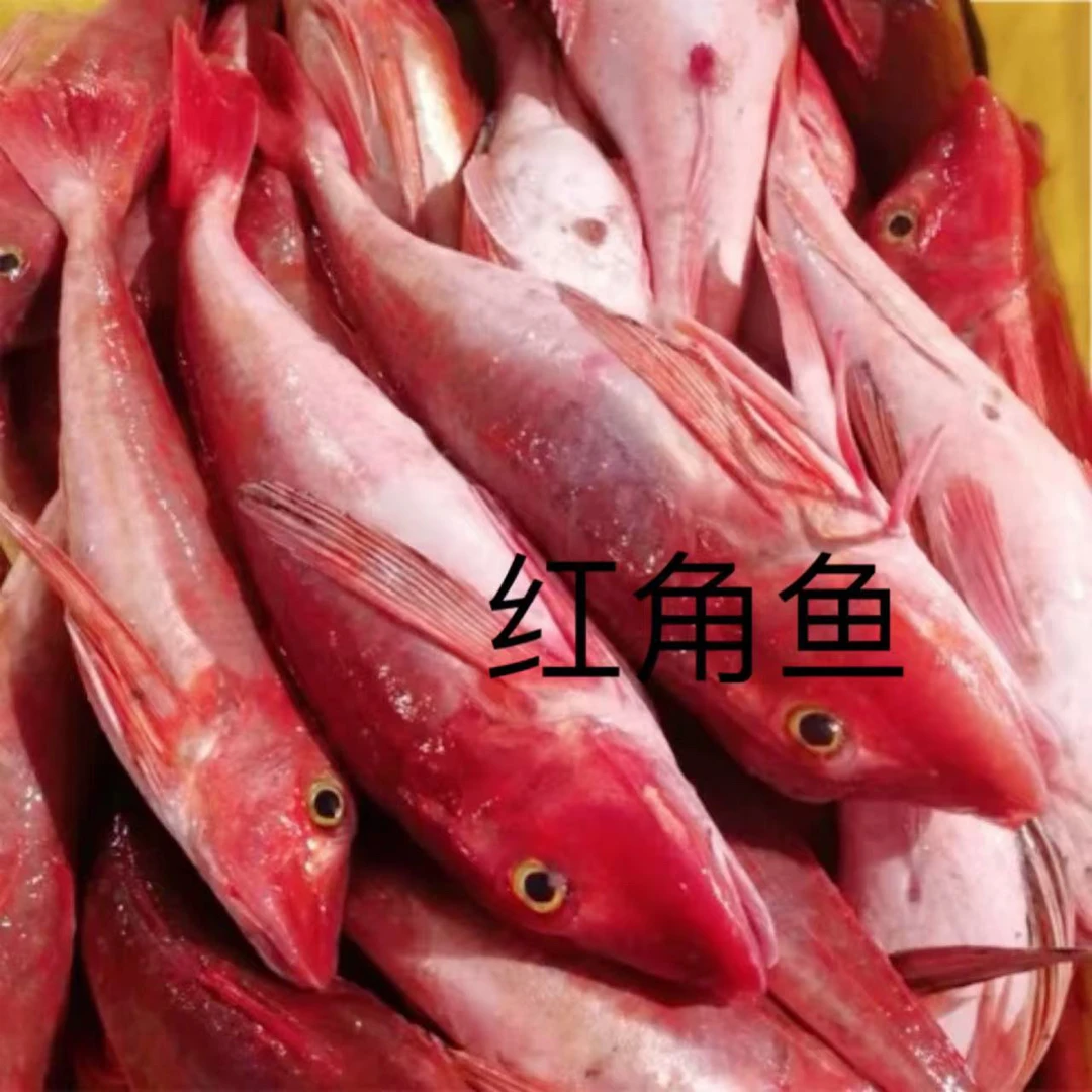 神泉本港红角鱼5斤包邮