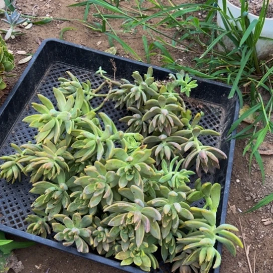 布丁多肉掉叶片断俩枝条不收后