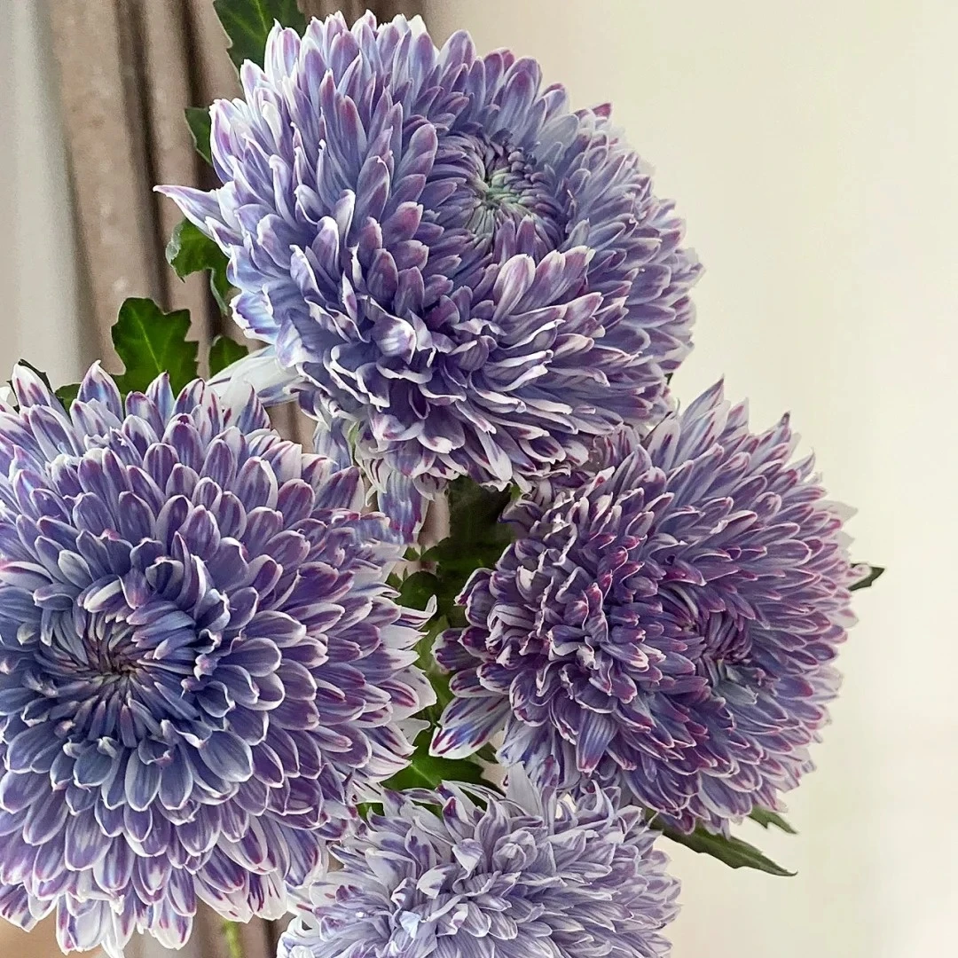 【花之物语】牡丹菊（葡萄紫）包邮