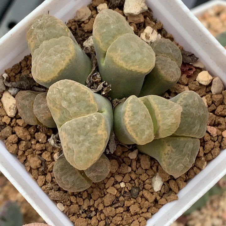 精品多肉植物精品多肉