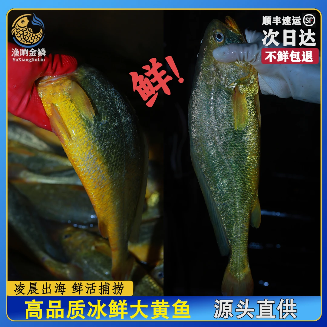 渔响湾冰鲜大黄鱼350g*10条宁德霞浦深海优质黄花鱼黄瓜鱼