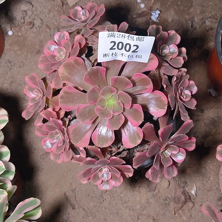 2002爱神多肉植物保护