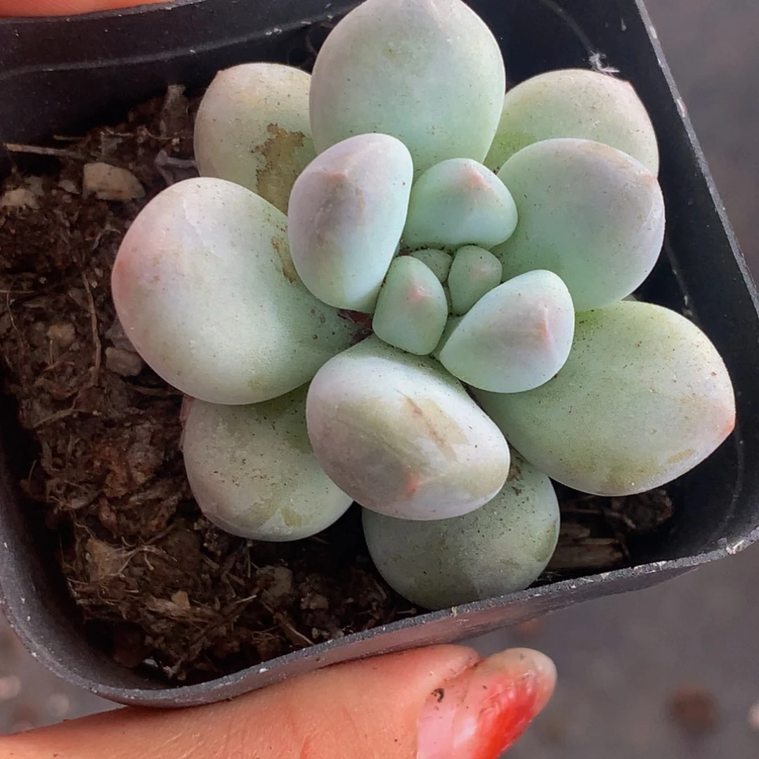 香水 奶酪 肉酱双头 （满9.99 包邮不满9.99发叶子）