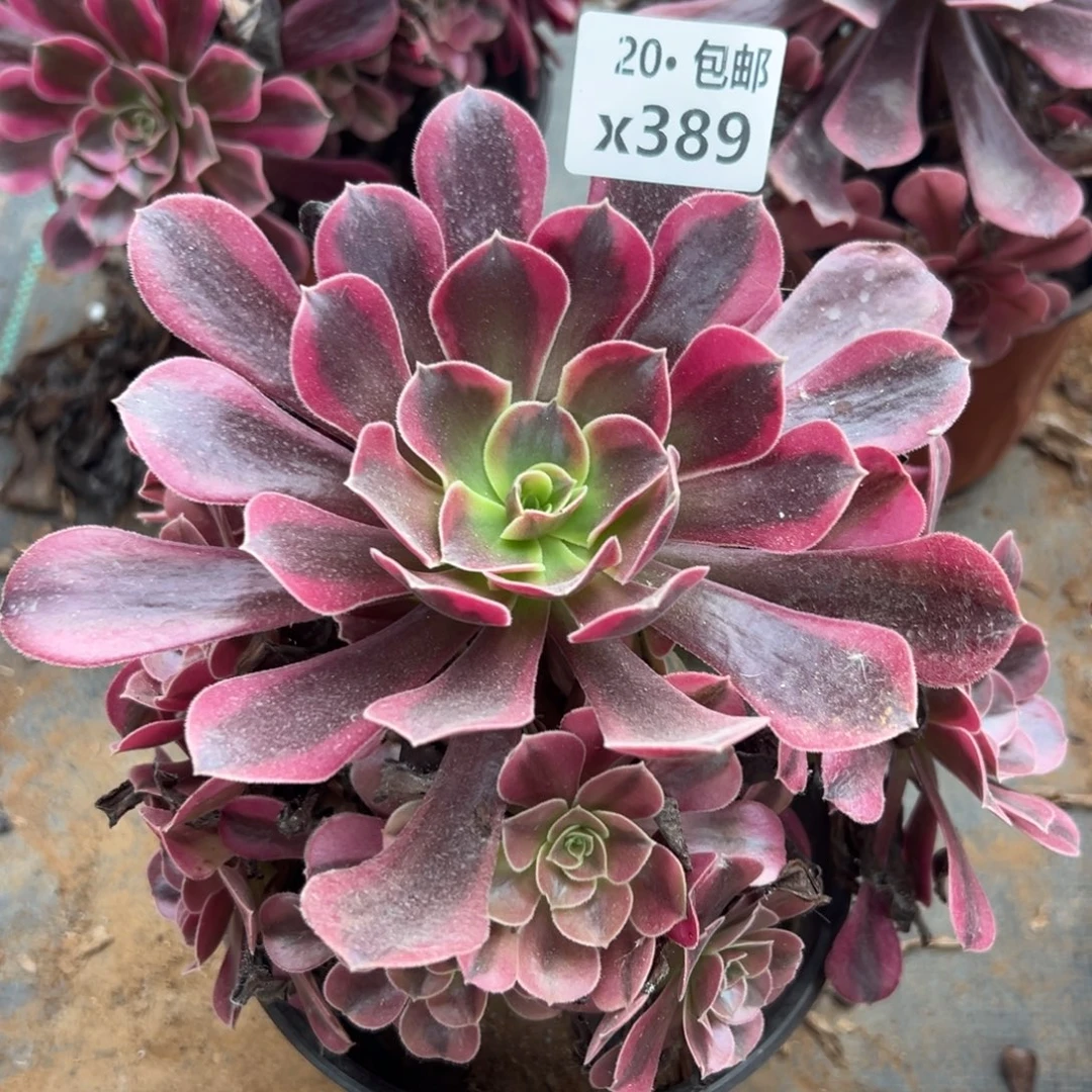 笑***吧389美杜莎，多肉法师