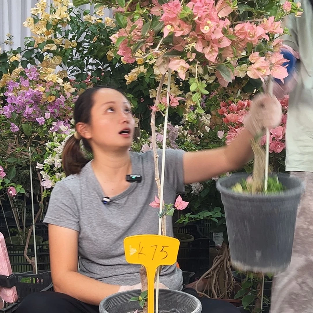 开***福大部分花苞少量开放K75米罗