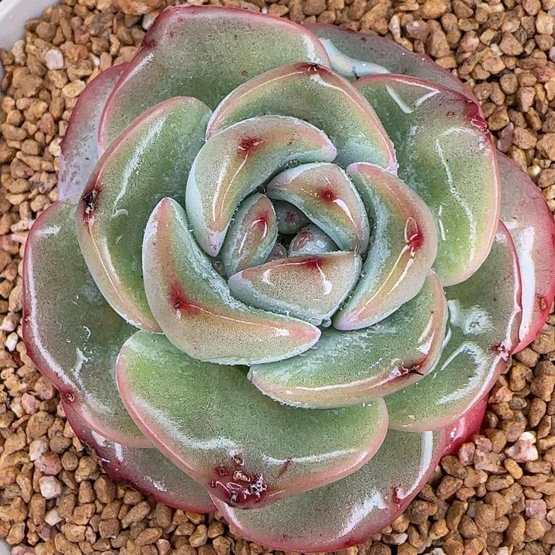 从前慢花园精选泡芙