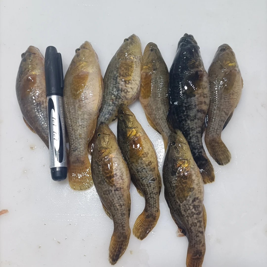 京东空运东北野生老头中号老头鱼