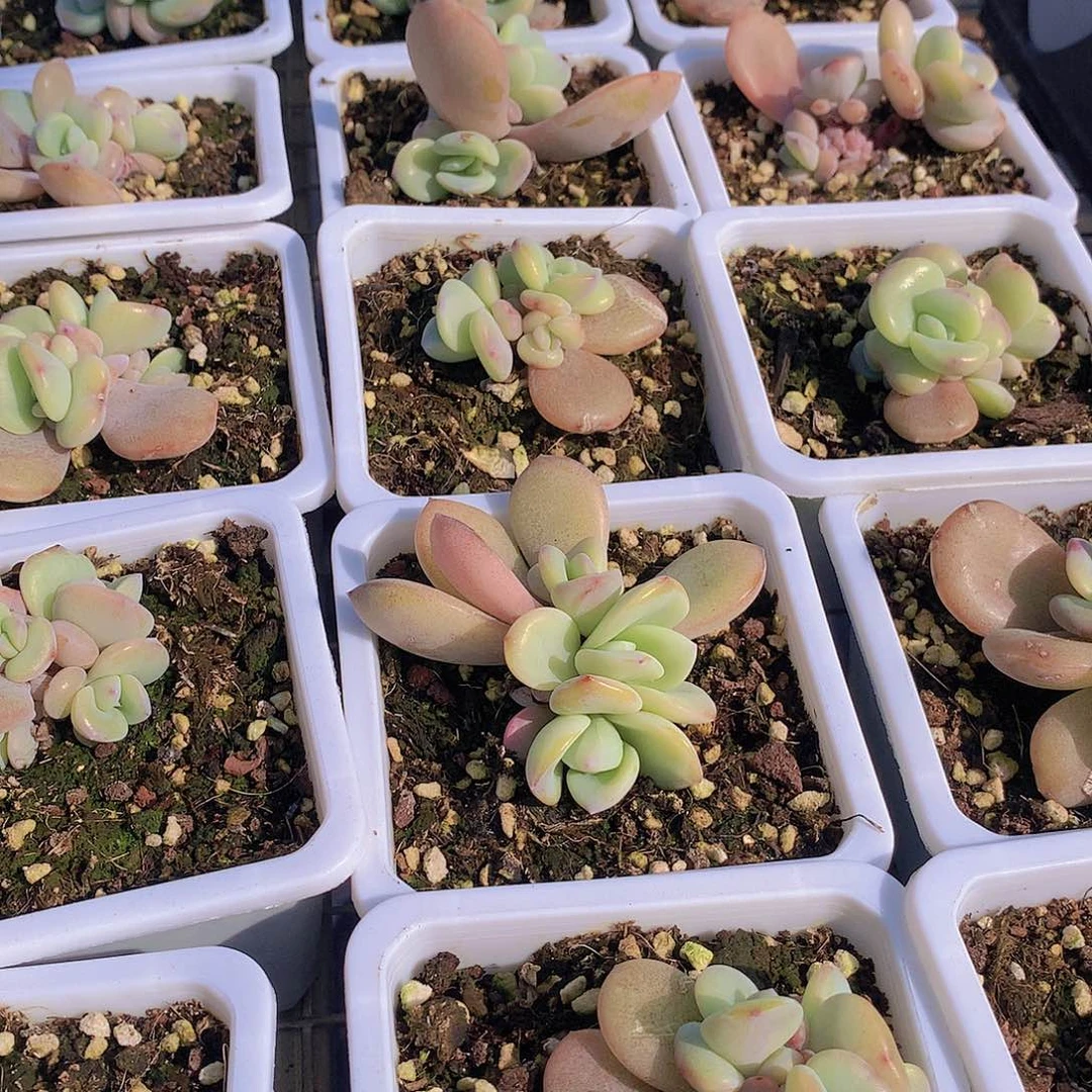 多头潜力股奶茶24567889