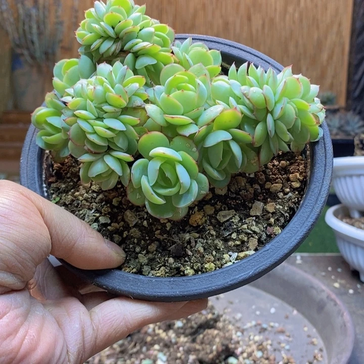 肉***肉35号牡丹亭多肉植物