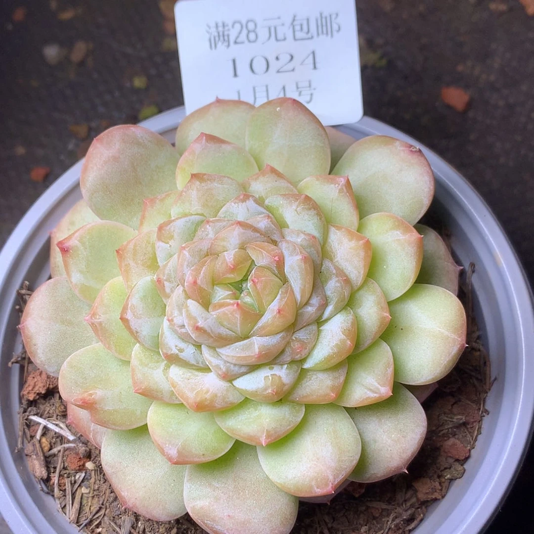 【闪购商品】云1024号