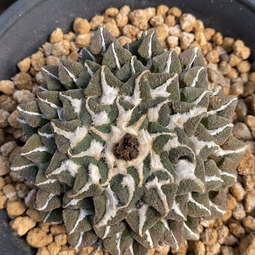 6.5公分黑牡丹自根