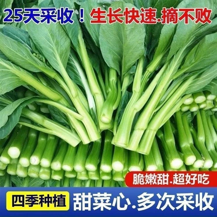 四季种植四九甜菜心种籽抗热耐湿菜苔春秋黄心菜种子庭院蔬菜种子