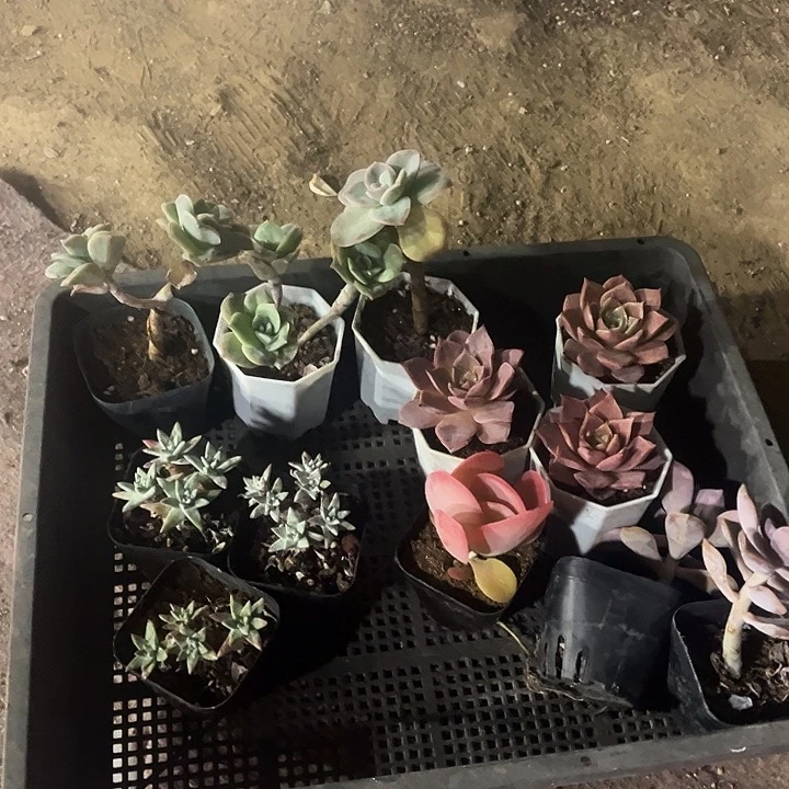 白菊唐印可爱玫瑰米亚