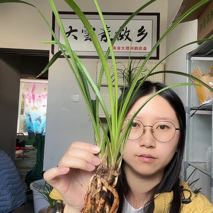 大部分开放少量花苞