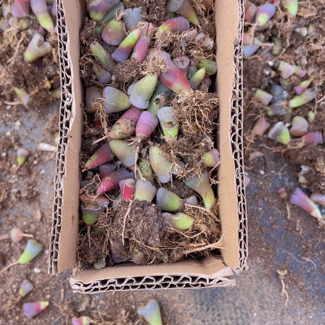 一箱混搭88888888888