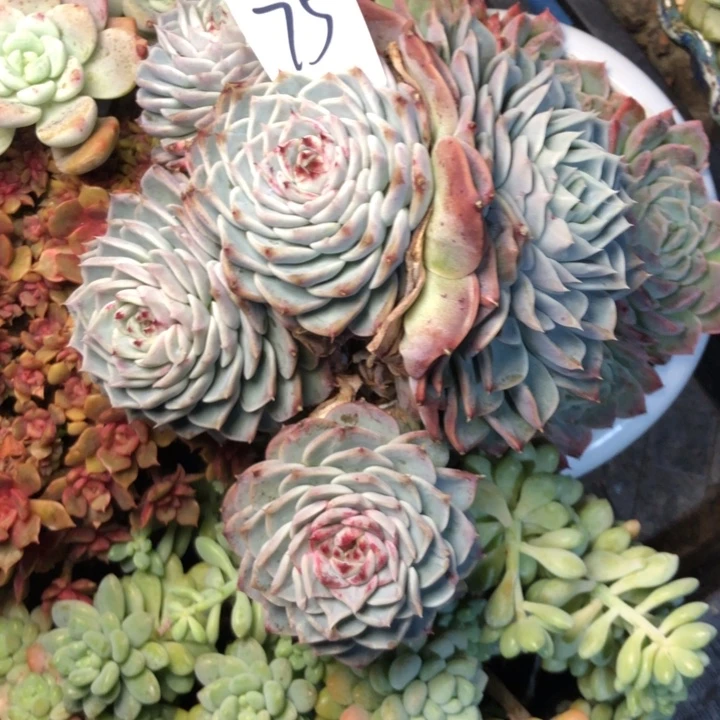 欢****）75/////////////////