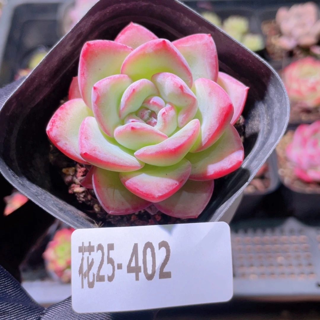 花利美25-402草莓泡芙