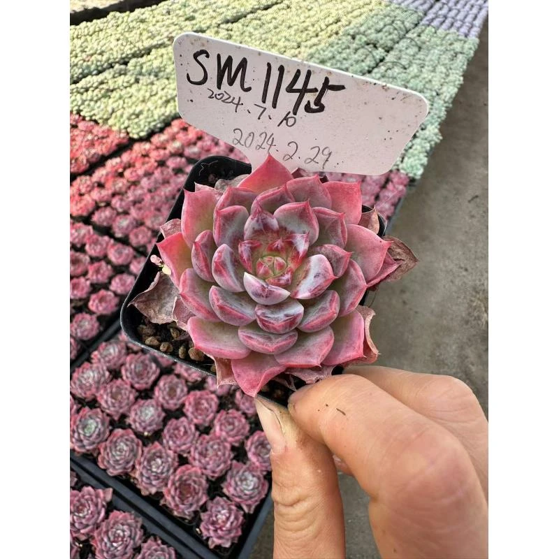 7#耽迷 多肉植物  前男友精品多肉