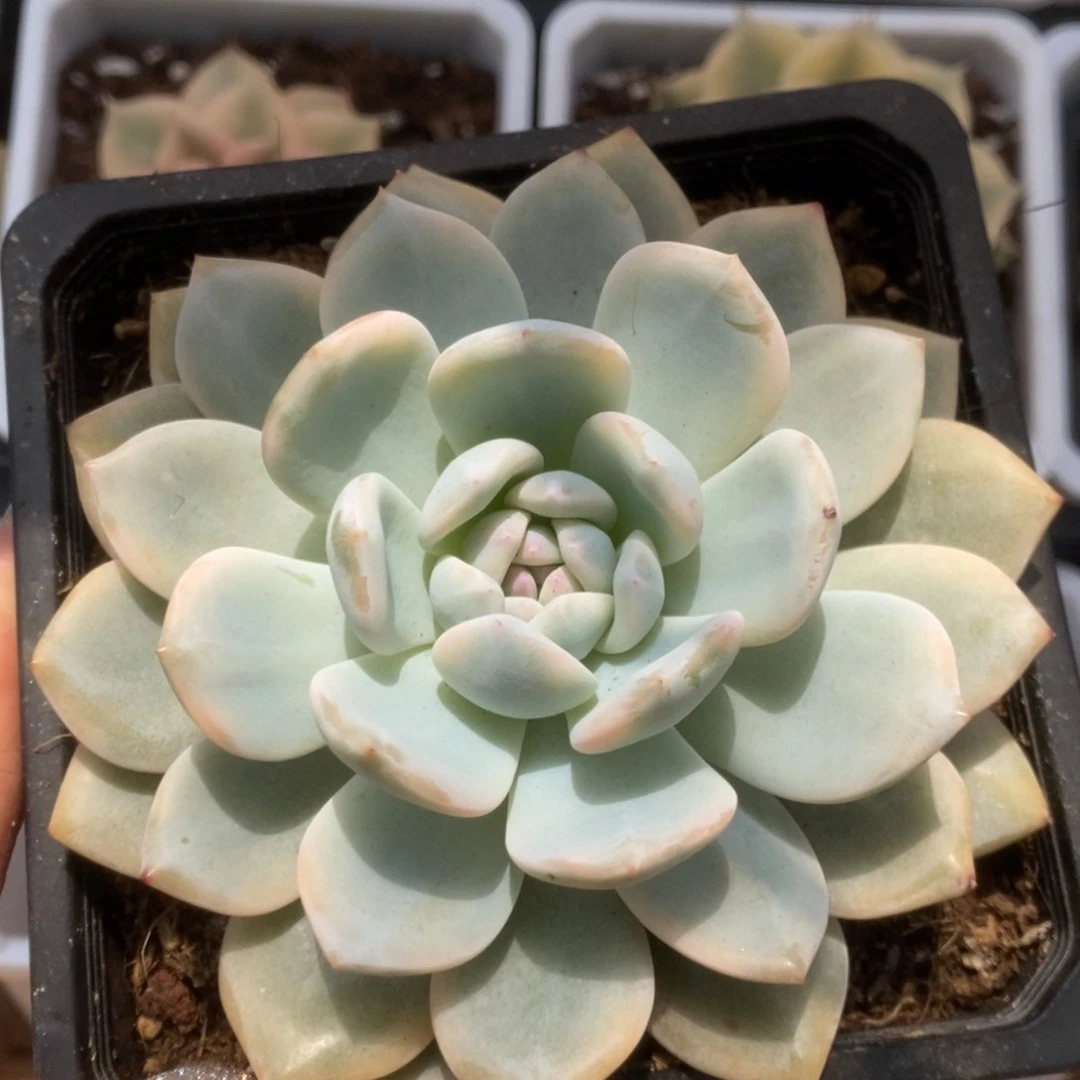 060橙子锦锦锦锦锦锦锦