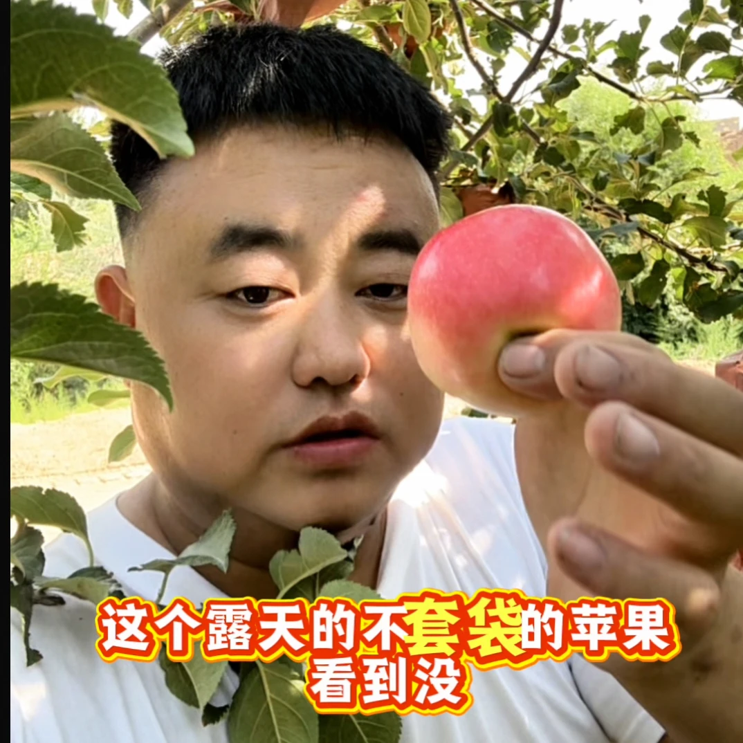 宁夏青铜峡市甘城子苹果水果新鲜采摘