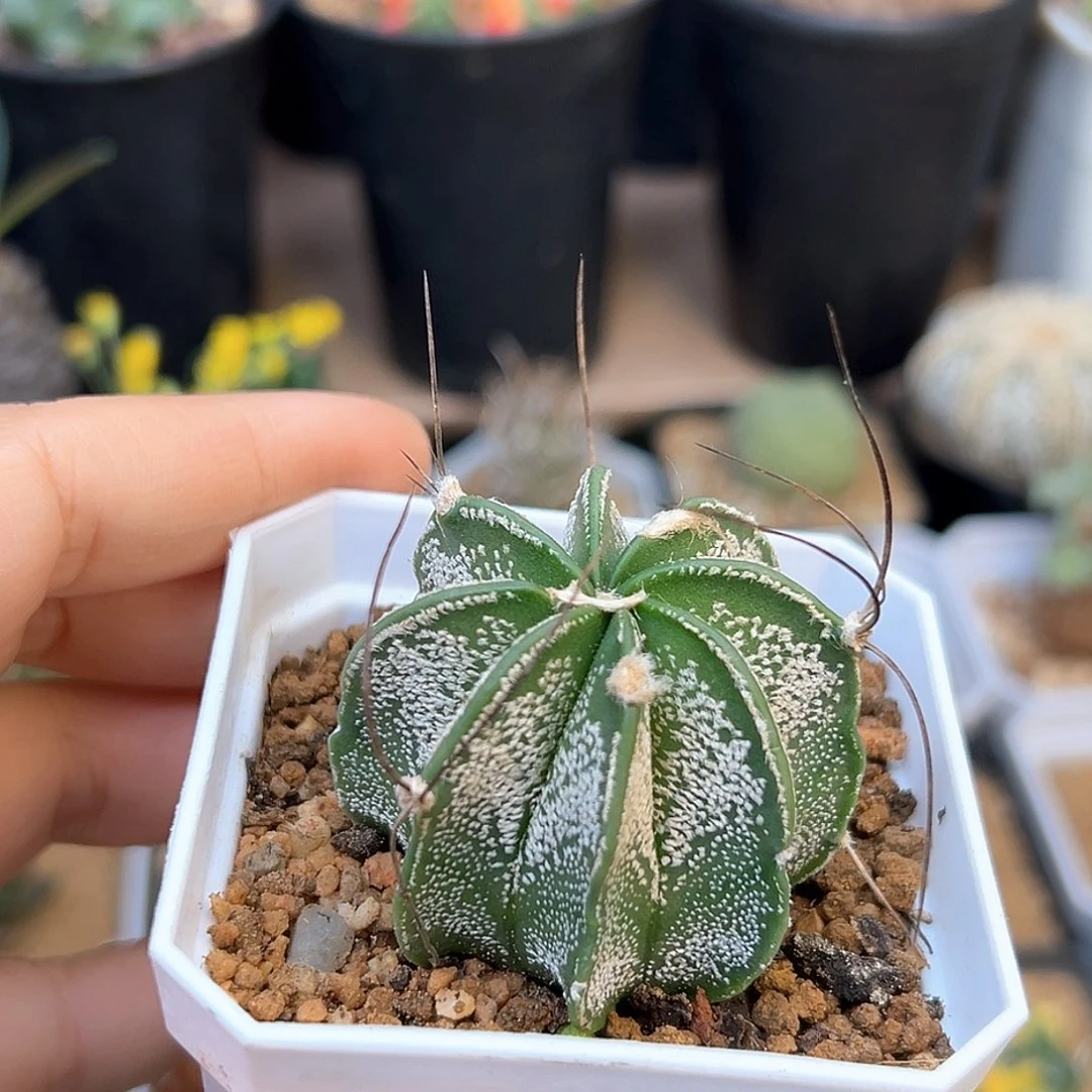 无花朵大凤玉实生