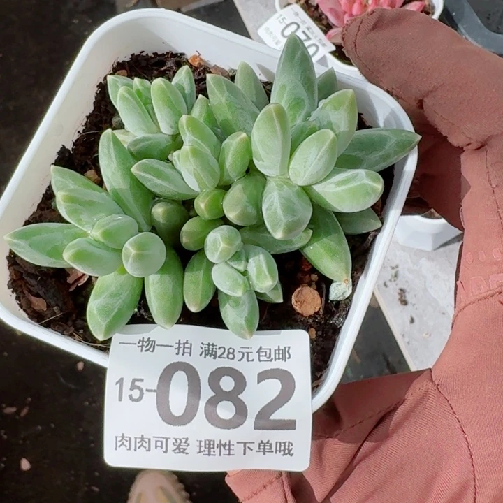 乌拉克拉无盆土发货多