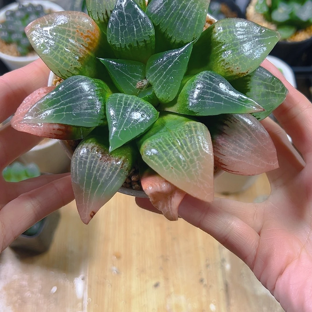 明***饰实生母本寿多肉多肉1