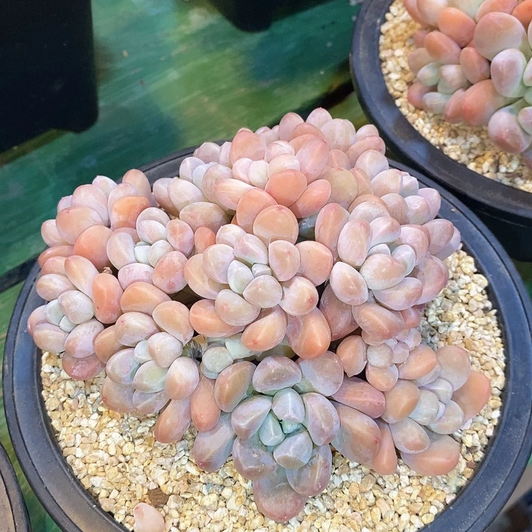 夜*子自然群香芋，1234568