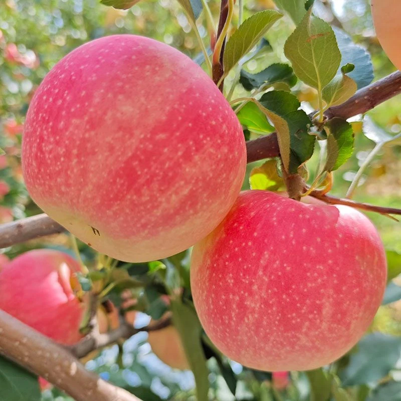 正宗山东红富士大果单果75mm+